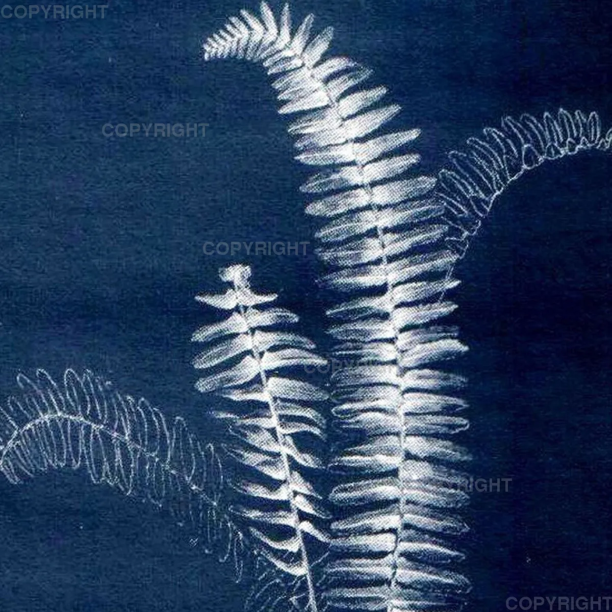 Nephrolepis