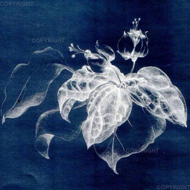Clerodendron