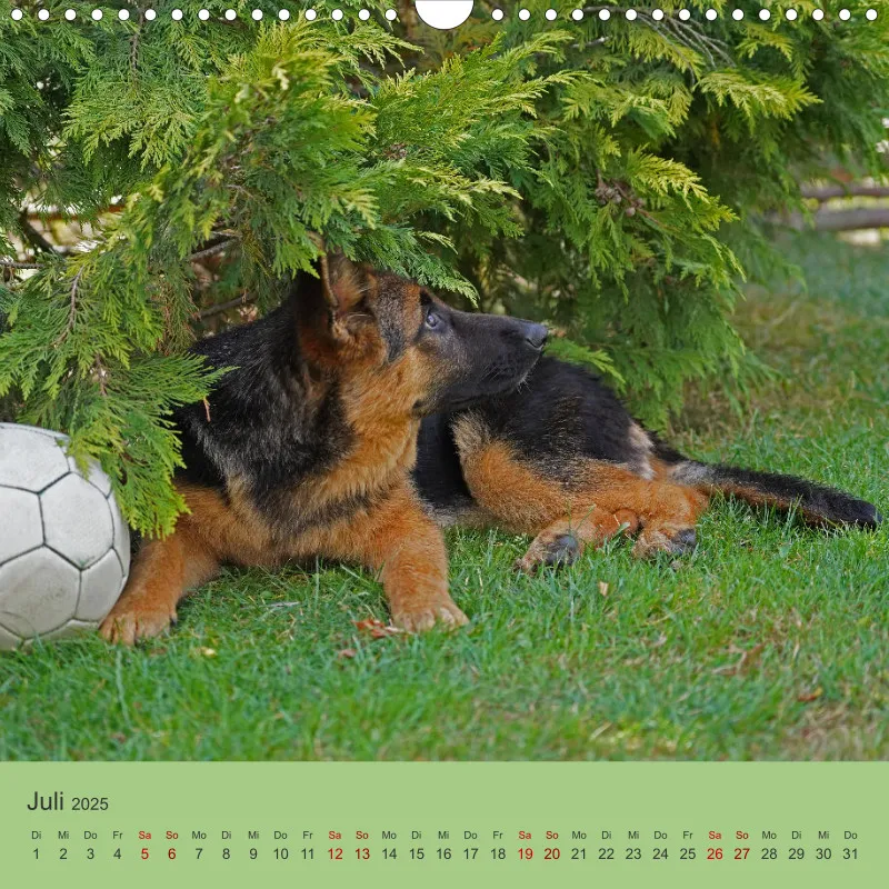 Quadrat 30x30 2025 Schäferhund