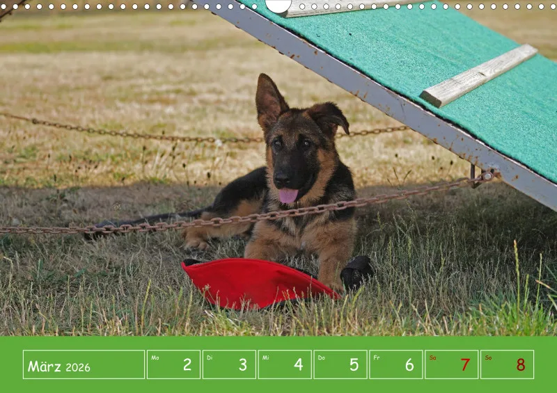 A3 2026 Wochenkalender Schäferhund