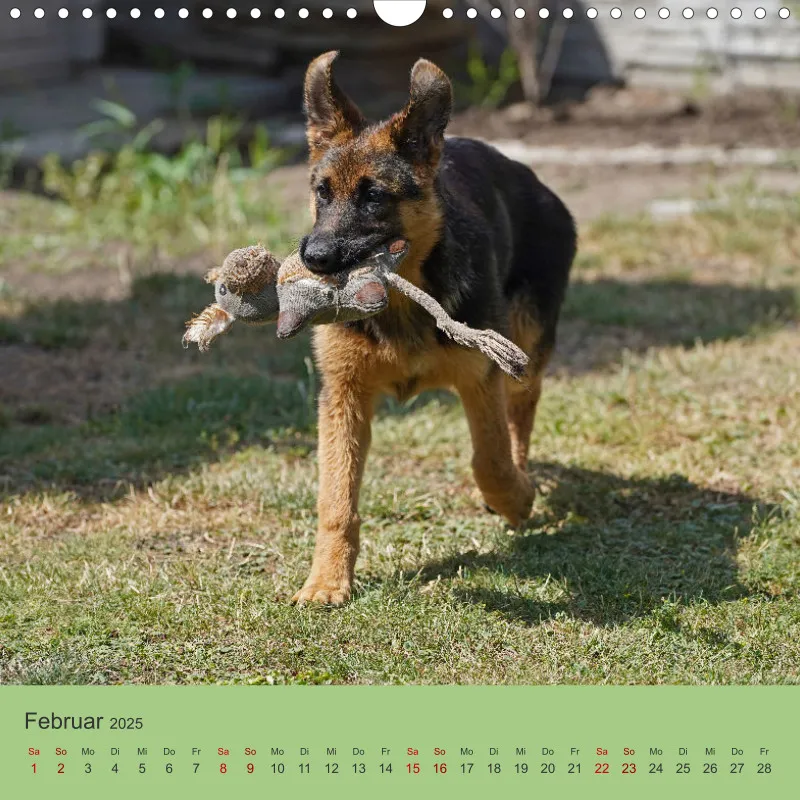 Quadrat 30x30 2025 Schäferhund