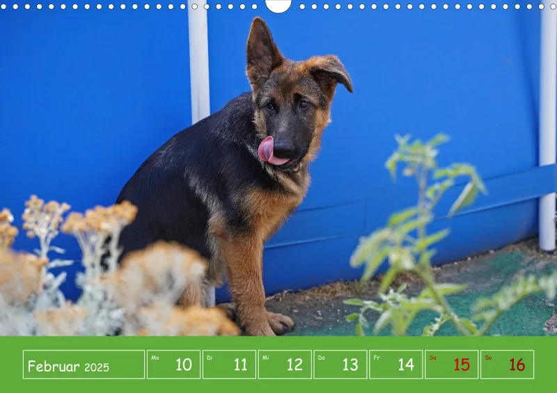A3 2025 Wochenkalender Schäferhund