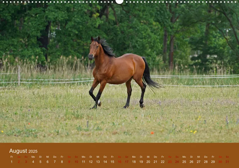 2025 A2 Faszination Trakehner