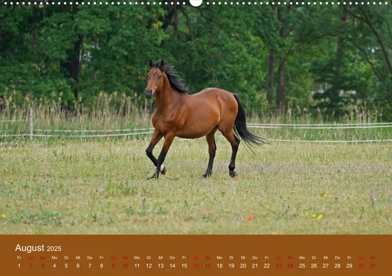2025 A2 Faszination Trakehner