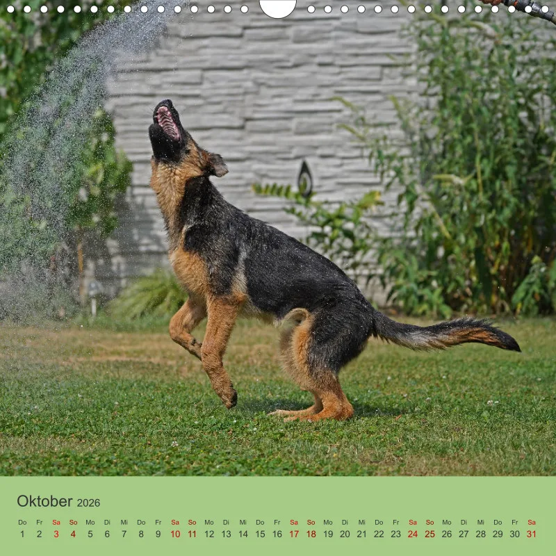 Quadrat 30x30 2026 Schäferhund