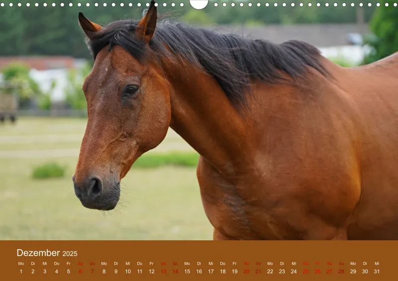2025 A3 Faszination Trakehner