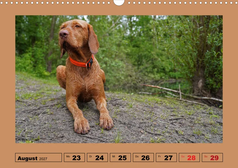 2027 A3 Wochenkalender Faszination Magyar Vizsla