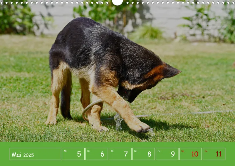 A3 2025 Wochenkalender Schäferhund