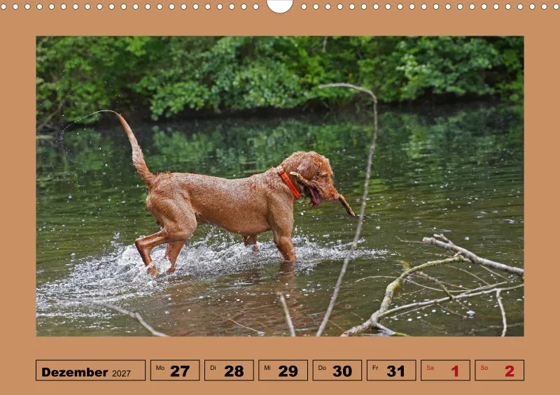 2027 A3 Wochenkalender Faszination Magyar Vizsla