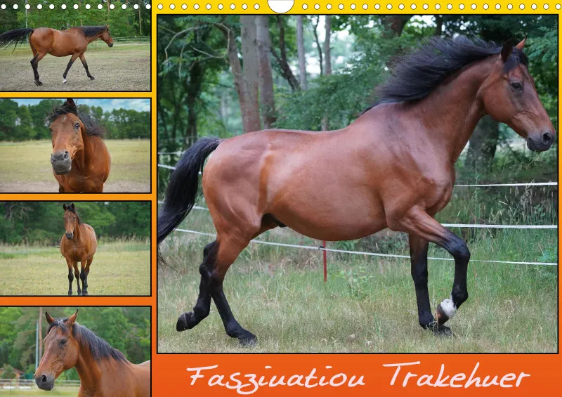2026 A3 Faszination Trakehner
