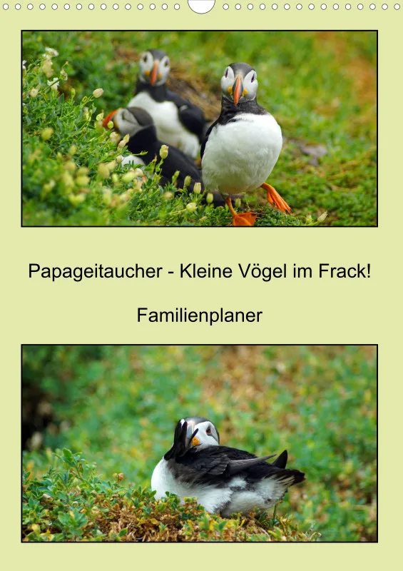 2025 A3 Papageitaucher-Kleine Vögel im Frack!