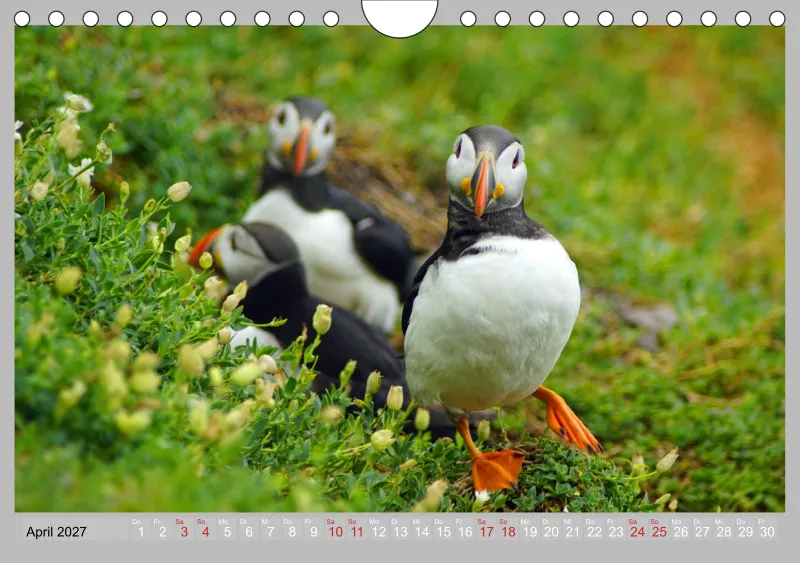 2027 Tischkalender A5 Papageitaucher - Kleine Vögel ganz groß!