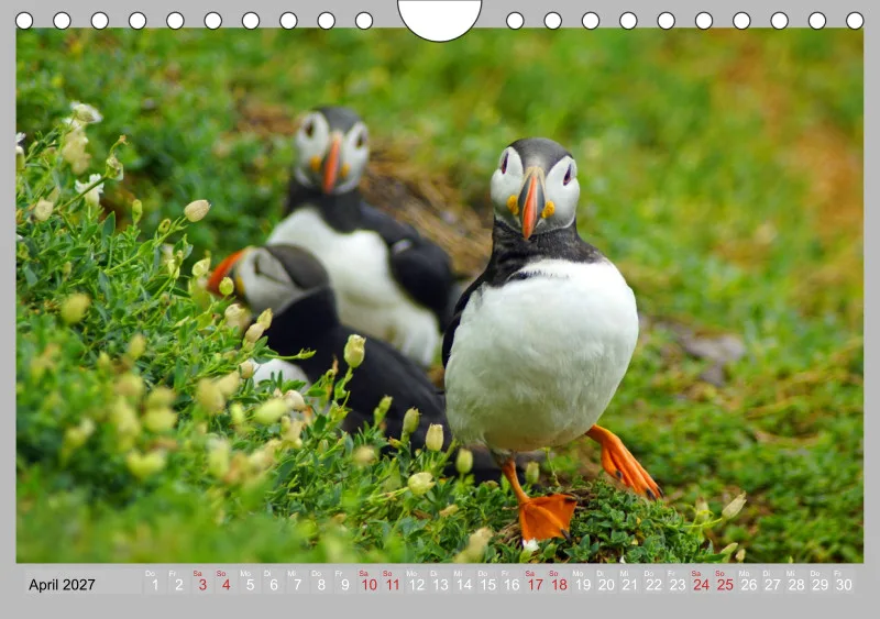 2027 Tischkalender A5 Papageitaucher - Kleine Vögel ganz groß!