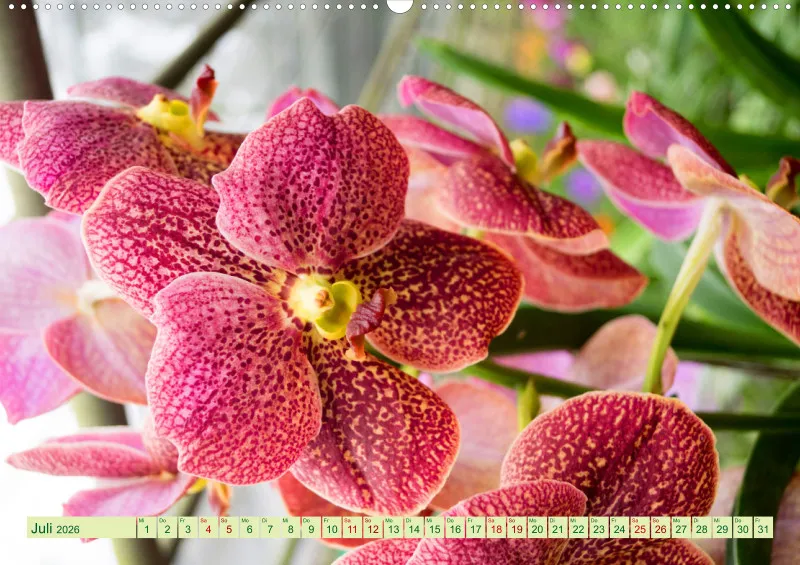 2026 A2 Farbzauber Orchideen