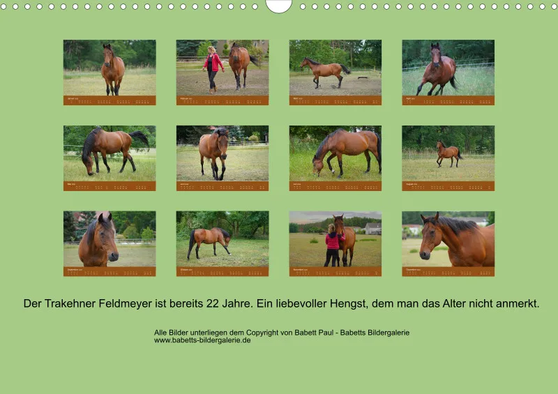 2026 A3 Faszination Trakehner
