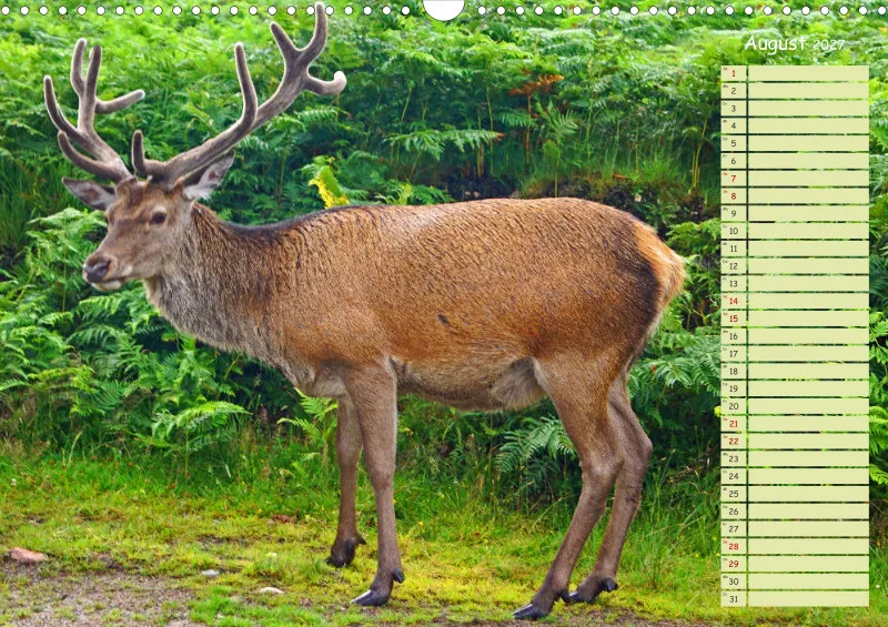 2027 A3 Hirsche in Schottland