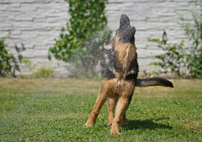 Puzzle 1000 Teile „Abkühlung in Action: Der Wasserspringer“