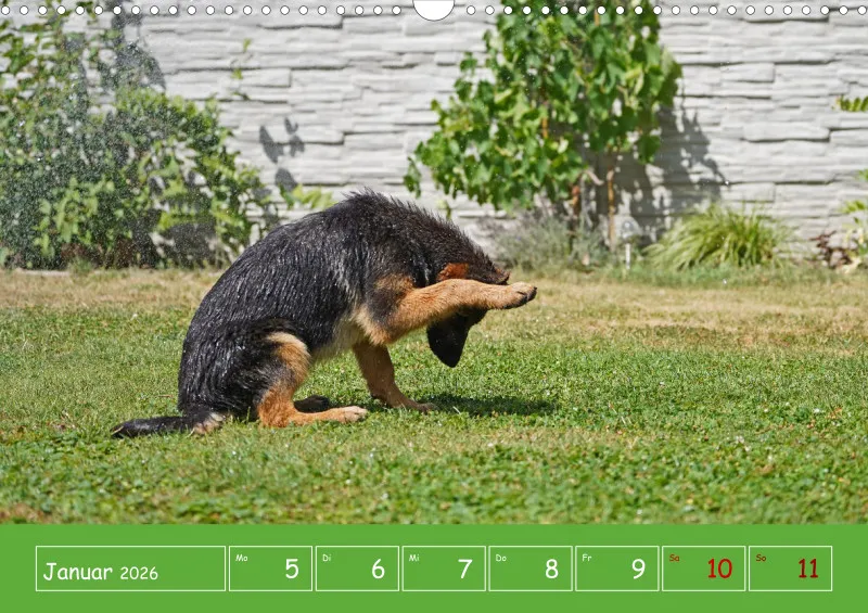 A3 2025 Wochenkalender Schäferhund