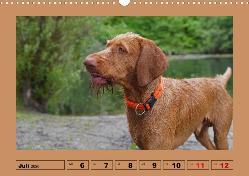 2026 A3 Wochenkalender Faszination Magyar Vizsla