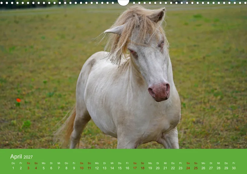 2027 A3 Faszination Shetlandpony