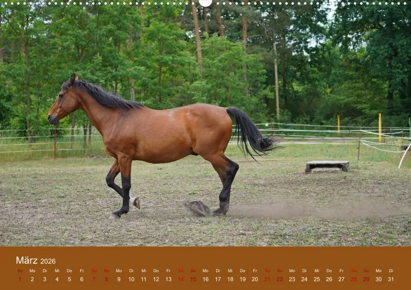 2026 A2 Faszination Trakehner