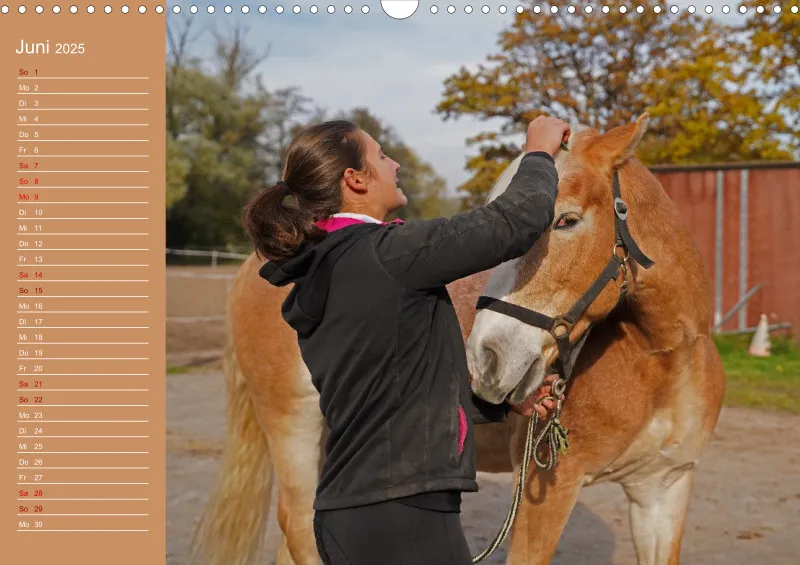 2025 Planer A3 Faszination Haflinger