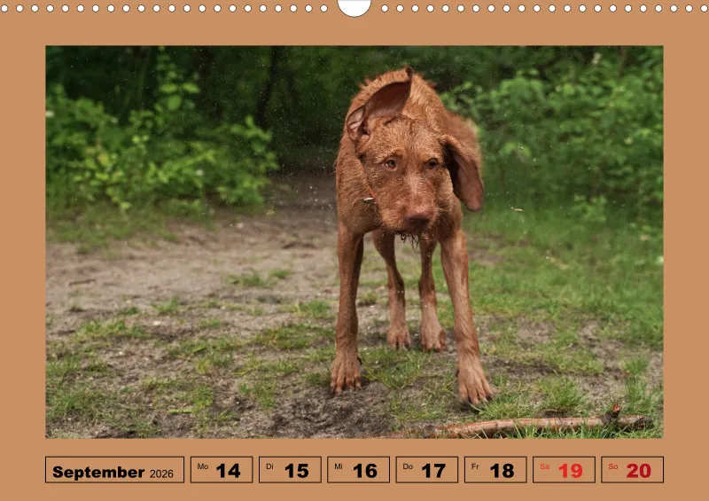 2026 A3 Wochenkalender Faszination Magyar Vizsla