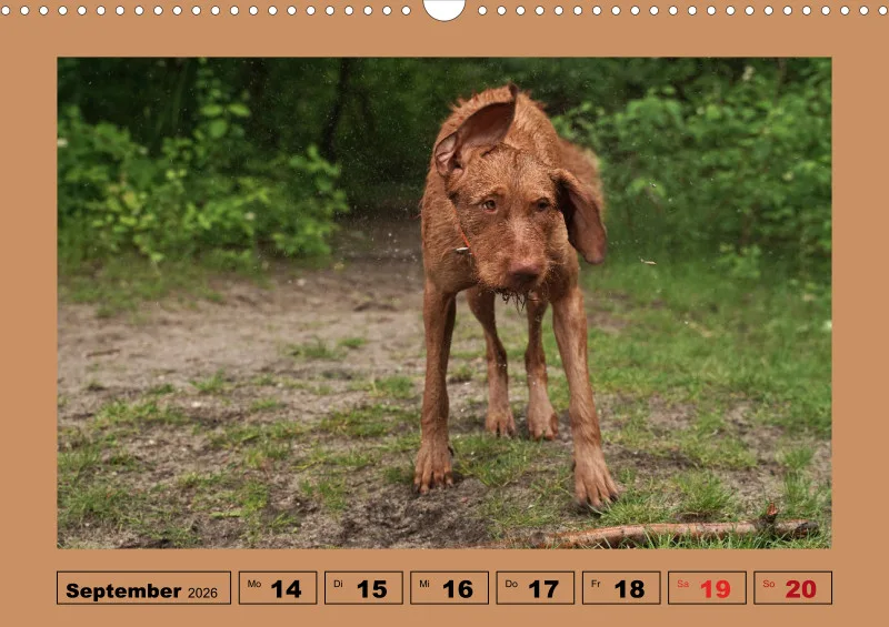 2026 A3 Wochenkalender Faszination Magyar Vizsla