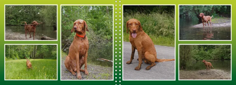 Faszination Magyar Vizsla - Fotoalbum