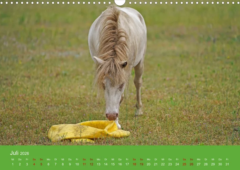 2026 A3 Faszination Shetlandpony