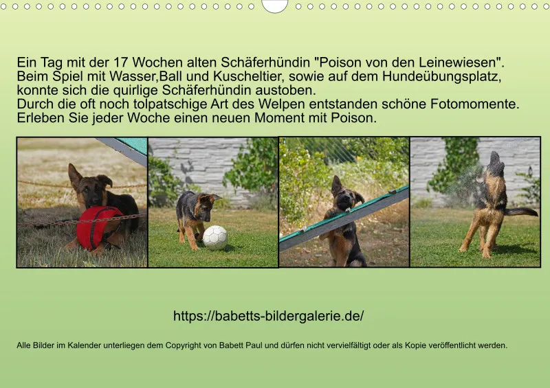 A3 2026 Wochenkalender Schäferhund