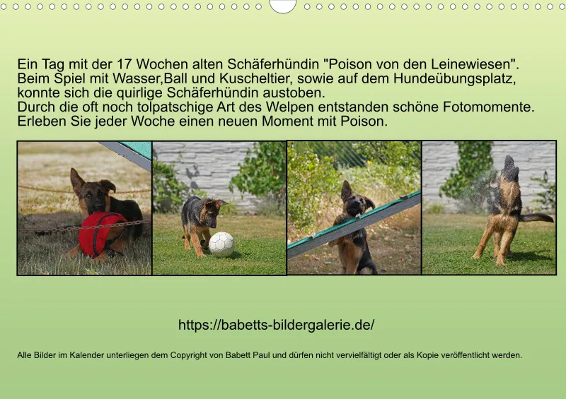A3 2026 Wochenkalender Schäferhund