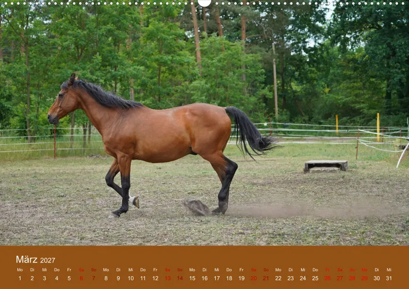 2027 A2 Faszination Trakehner