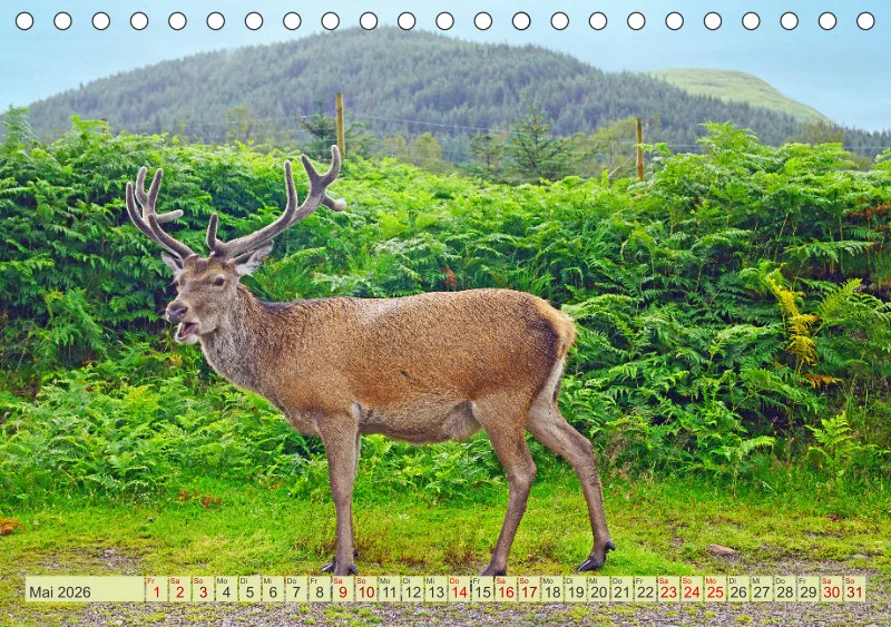 2026 A5 Hirsche in Schottland