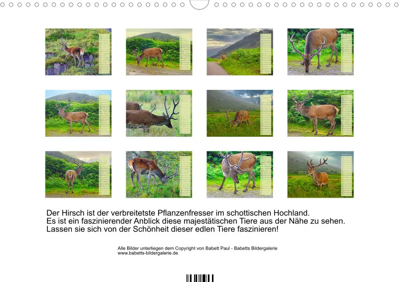 2027 A3 Hirsche in Schottland