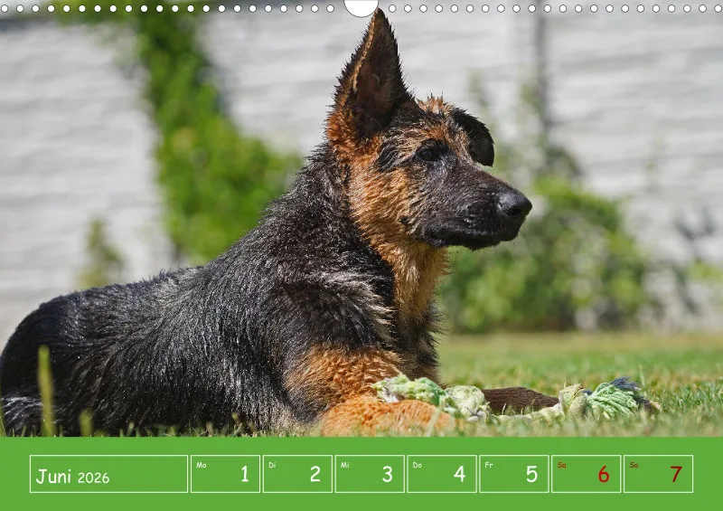 A3 2026 Wochenkalender Schäferhund