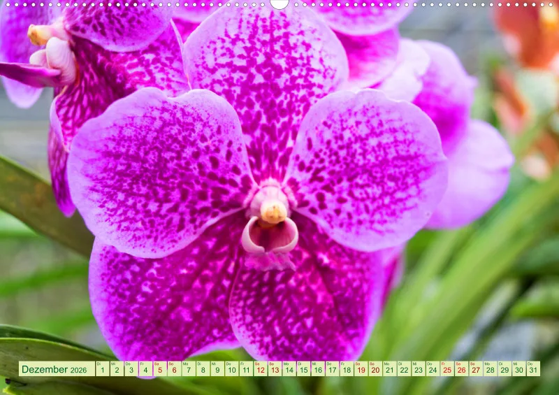 2026 A2 Farbzauber Orchideen