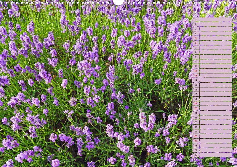 2027 A3 Terminplaner Farbzauber Lavendel