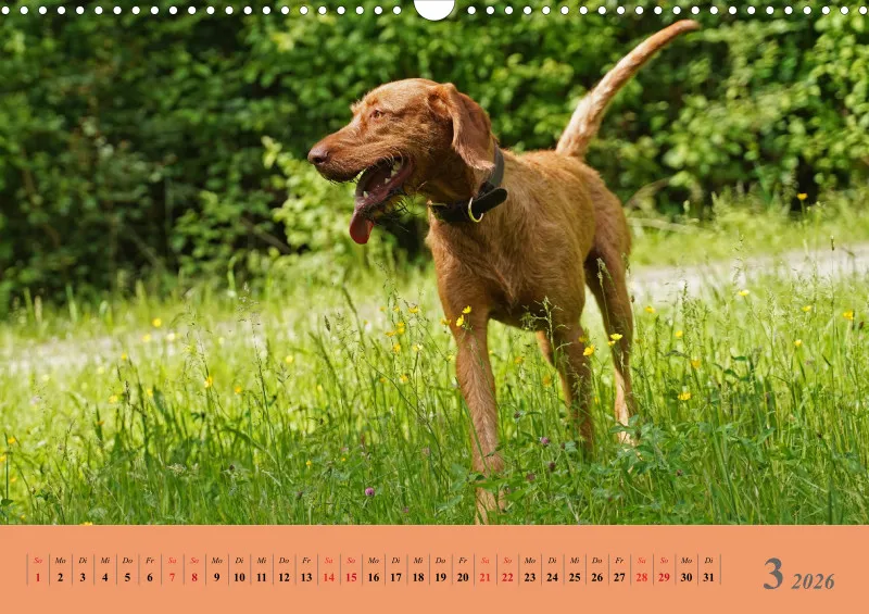 2026 A3 Faszination Magyar Vizsla