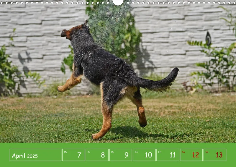 A3 2025 Wochenkalender Schäferhund