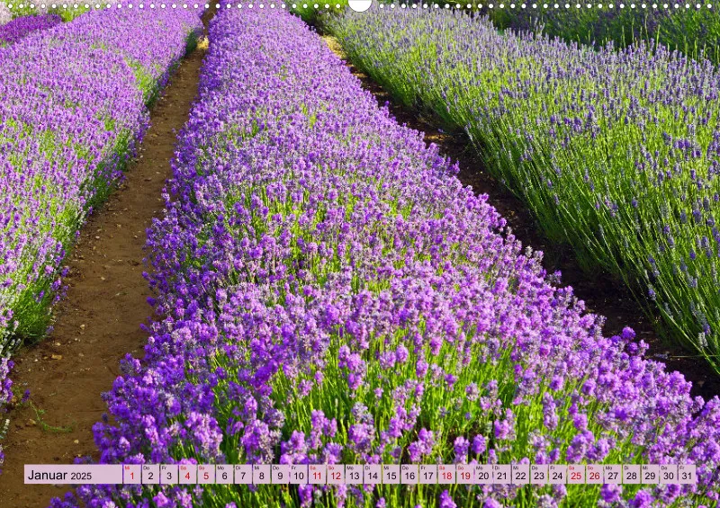 2025 A2 Farbzauber Lavendel