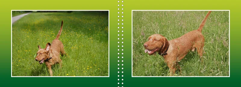 Faszination Magyar Vizsla - Fotoalbum