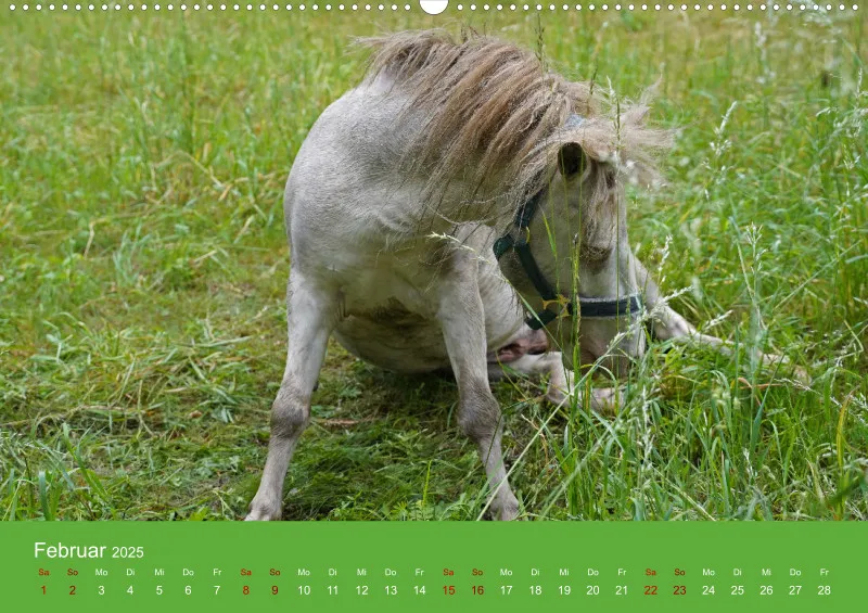 2025 A2 Faszination Shetlandpony