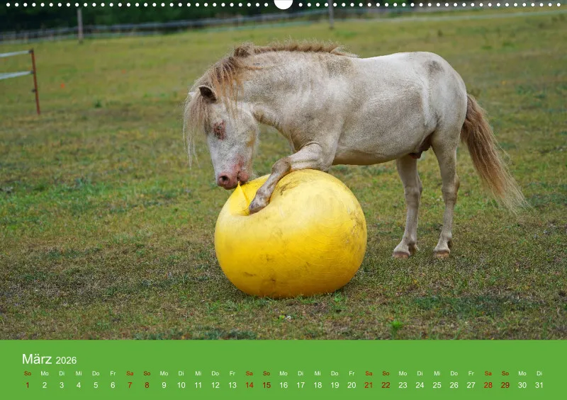 2026 A2 Faszination Shetlandpony