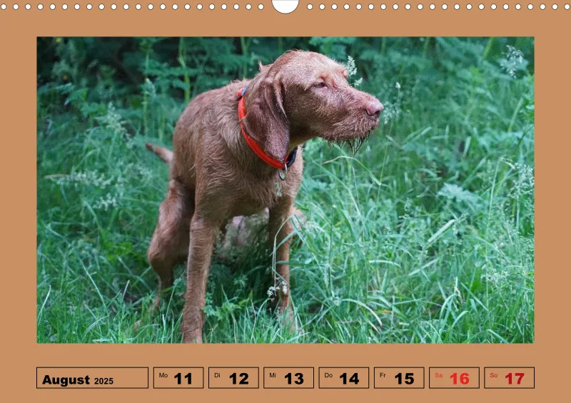 2025 A3 Wochenkalender Faszination Magyar Vizsla