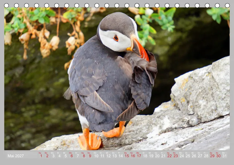 2027 Tischkalender A5 Papageitaucher - Kleine Vögel ganz groß!