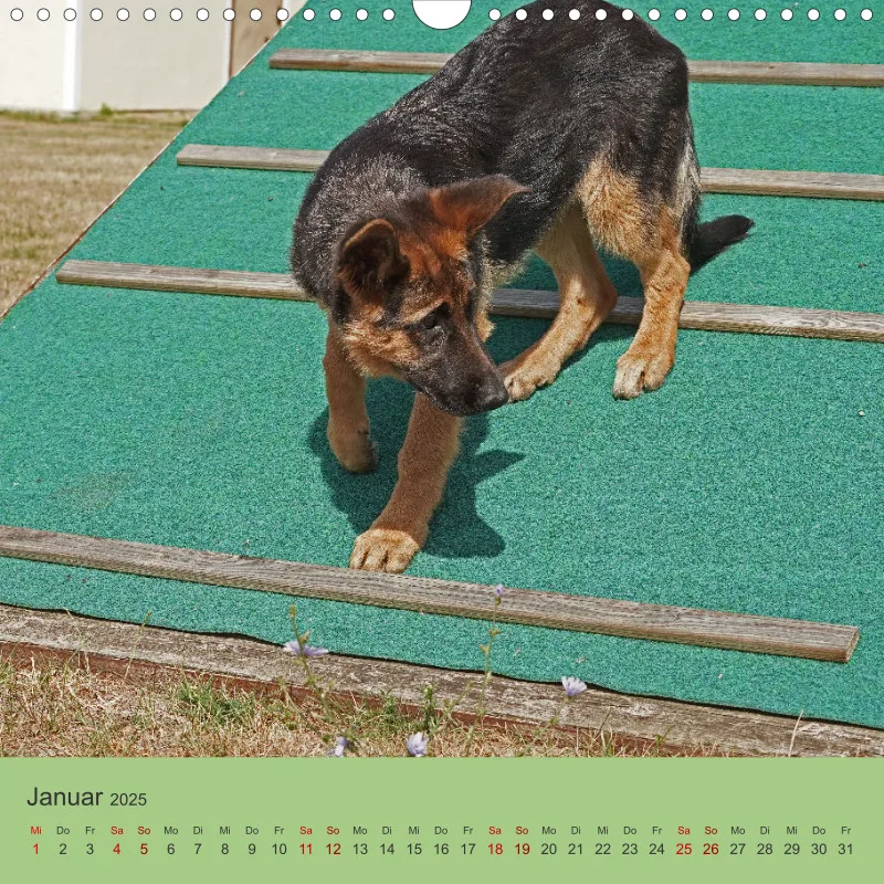 Quadrat 30x30 2025 Schäferhund