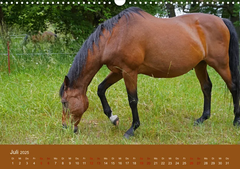 2025 A3 Faszination Trakehner