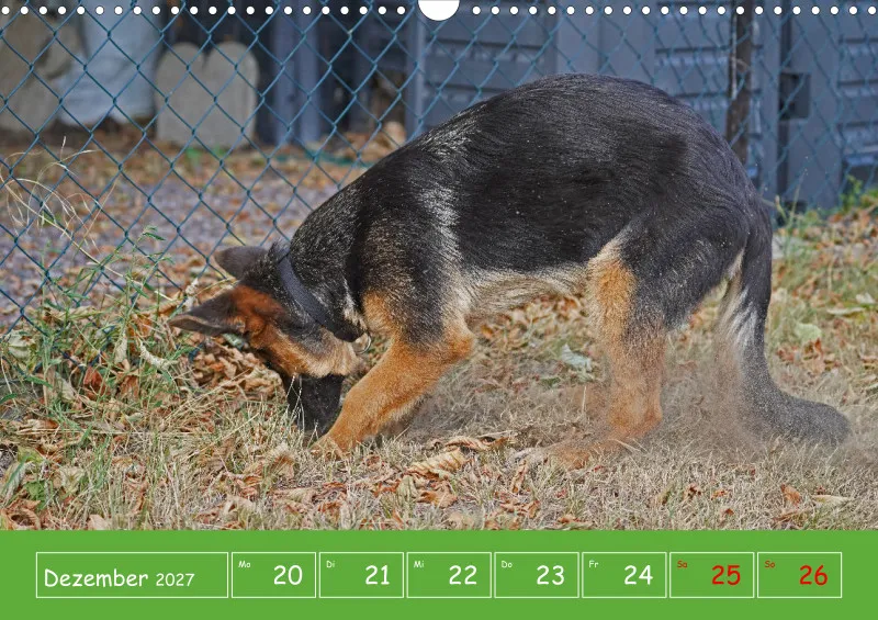A3 2027 Wochenkalender Schäferhund