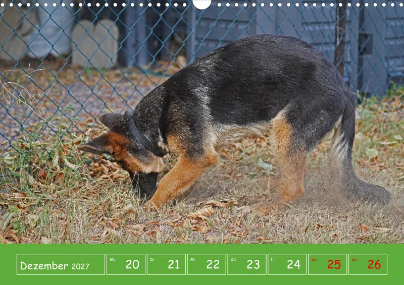 A3 2027 Wochenkalender Schäferhund